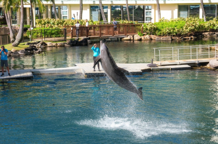 dolphin at a resort in Hawaii